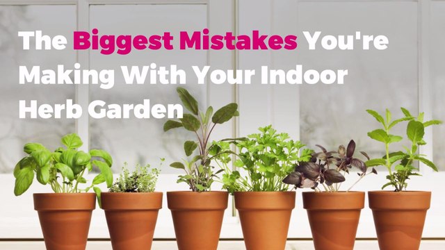 The Biggest Mistakes You're Making With Your Indoor Herb Garden