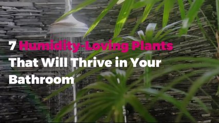 7 Humidity-Loving Plants That Will Thrive in Your Bathroom