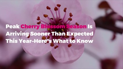 Peak Cherry Blossom Season Is Arriving Sooner Than Expected This Year–Here's What to Know
