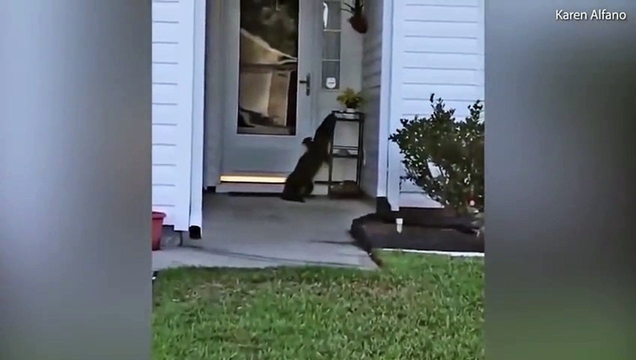 Alligator Rings Doorbell