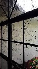 Lovebugs Swarm and Cover House