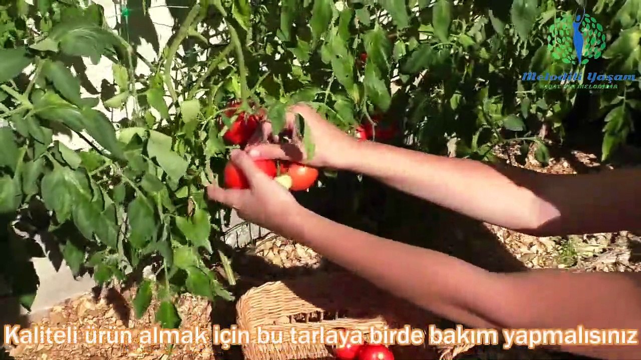 Çekim Yasasını En Etkili Kullanma Yöntemi - Melodili Yaşam