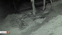 Giraffe Birth Captured On Camera At Chester Zoo