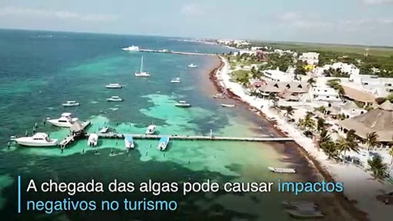 Algas caribenhas