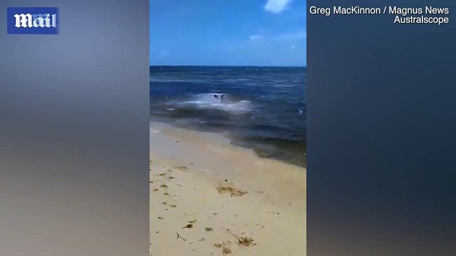 Kinh ngạc cảnh đàn chó lao xuống biển đùa giỡn với sát thủ đại dương đang săn mồi