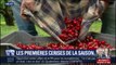 Les premières cerises de Céret arrivent sur les marchés