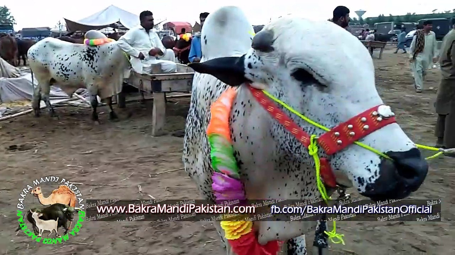 Cow Mandi Lahore Shahpur Kanjra 2017 Episode 1 Cow Loading May Be Harmful 2017 Video Dailymotion