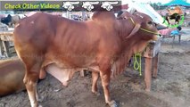 COW MANDI SHAHPUR KANJRA - EID UL ADHA 2017 - LAHORE COW MANDI 2017