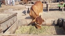 Cow Mandi- Sahiwal Cow -Cholistani Bulls Sub ha Lahore Shahpur Mandi (2019)