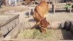 Cow Mandi- Sahiwal Cow -Cholistani Bulls Sub ha Lahore Shahpur Mandi (2019)