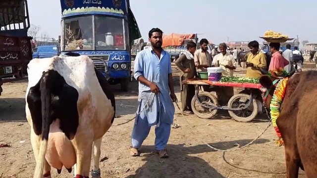Dodh Wali Sahiwal Cow For Sale in Lahore Shahpur Kanjra Maweshi Mandi 2018