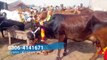 DOODH WALI GAIN - COW MANDI - BAKRA MANDI - 2018