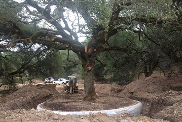 Tarihi Meşe Ağacını Söken Çifte 586 Bin Dolar Ceza