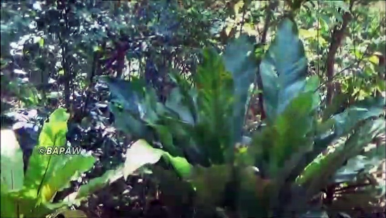 Village des Aliments - Cuisson Deux POULET au Curry par l'oncle de PAPA dans mon village