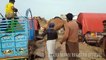 EXCLUSIVE ANGRY Camel Loading Video - Loading of Camel - Runaway Camel at Camel Market  2nd Feb 2018