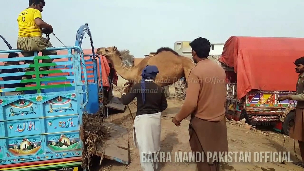 EXCLUSIVE ANGRY Camel Loading Video - Loading of Camel - Runaway Camel at Camel Market  2nd Feb 2018