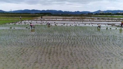 Sea rice research moves ahead as China works to boost food security