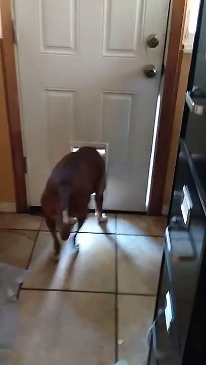 Doggy Door too Small for Visiting Doggo