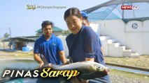 Pinas Sarap: Kara David, binisita ang isang milkfish hatchery sa Pangasinan
