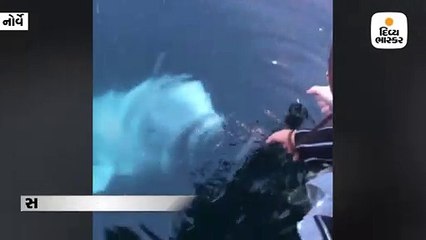 પાણીમાં મહિલાનો મોબાઇલ પડી ગયો, સફેદ વ્હેલ મોંમાં લઇને બહાર આવી