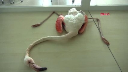 Aksaray Avcıların Vurduğu Flamingo, Tahnitle Ölümsüzleştirildi