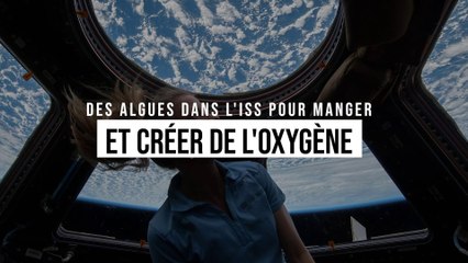 Un bioréacteur fait à partir d'algues pour alimenter les astronautes en nourriture et en oxygène