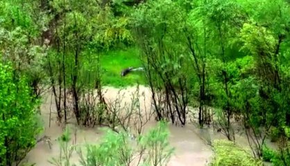 Zap Suyu'nda Su Samuru Görüntülendi