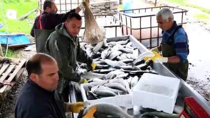 Muğla'dan 70 ülkeye balık ihraç ediliyor