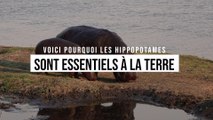 Pourquoi les hippopotames sont essentiels à notre planète