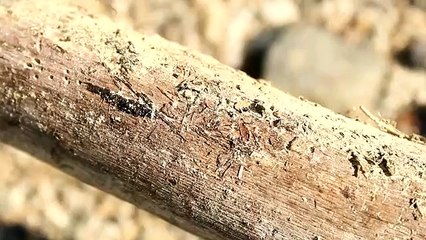 카지노사이트주소 바로가기 ▶  yong79。com 안전놀이터추천 やぷ한마디로