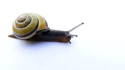 오리엔탈카지노 바로가기 ▶  yong79。com 토토사이트 めど마치