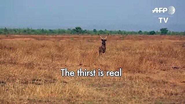 Crowdfunding brings life-saving water to Myanmar’s deer