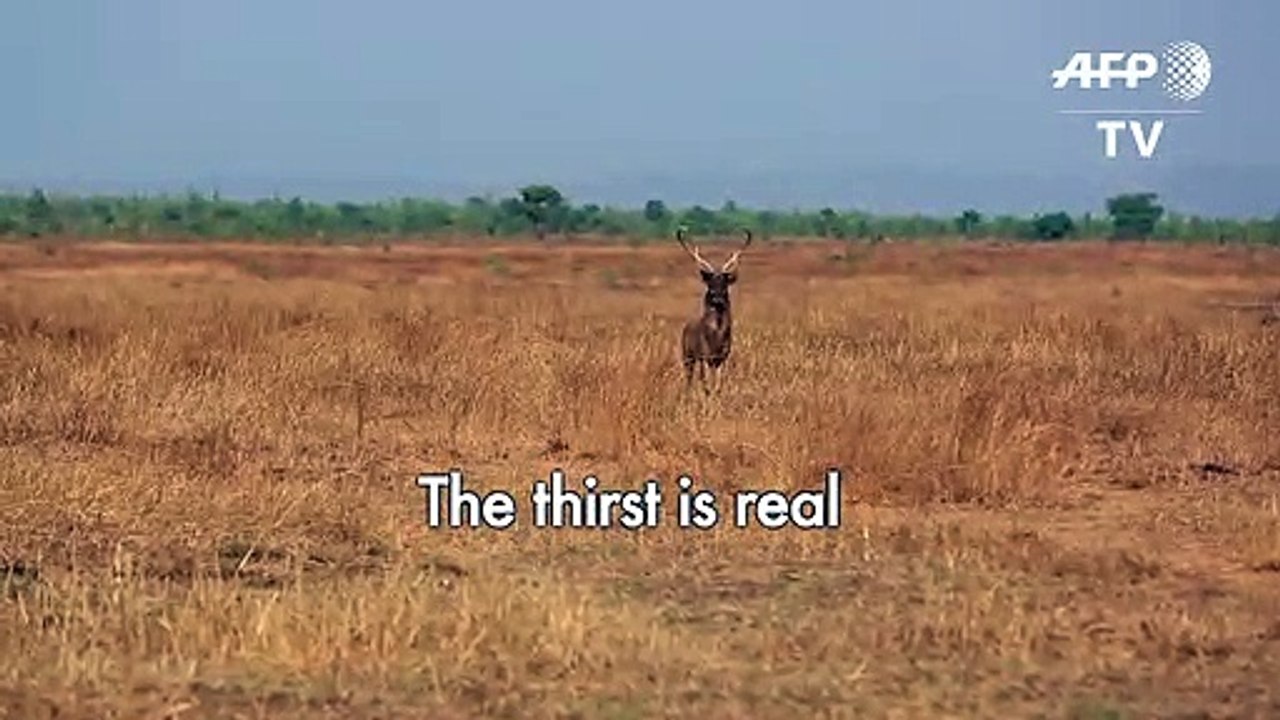 Crowdfunding brings life-saving water to Myanmar’s deer