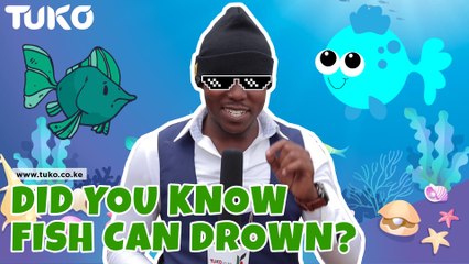 VOX POP: Did you know fish can drown?