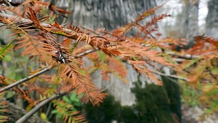 Ancient Bald Cypress of Black River, North Carolina