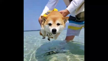 Doggy "air paddles" when close to water