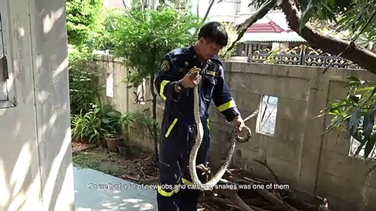 Fireman reveals how killer snakes are taking over the Thai capital