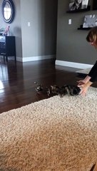 "Boo!" Cat leaps clean into the air when person surprises it from behind