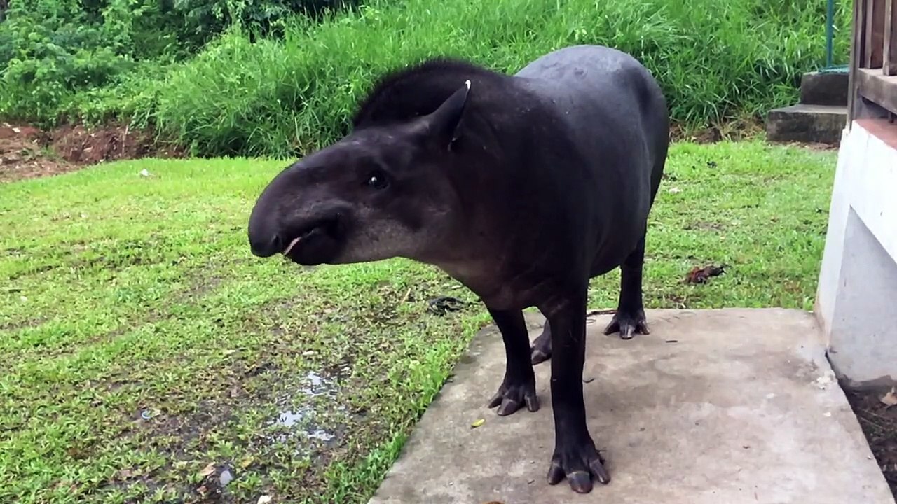 This tapir "smiling" in slow motion is hilarious