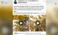 Viral Masakan Ikan Berulat, Dinkes dan BPOM Sidak Pedagang