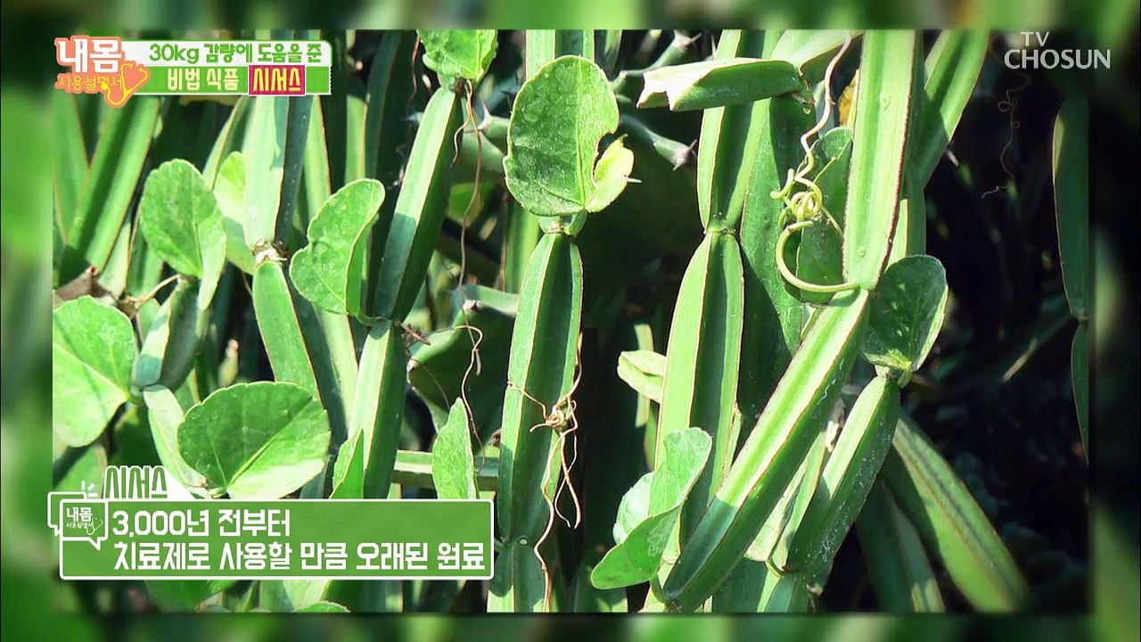 30kg 감량↓ 뚱보 호르몬을 지배하는 비법 식품?