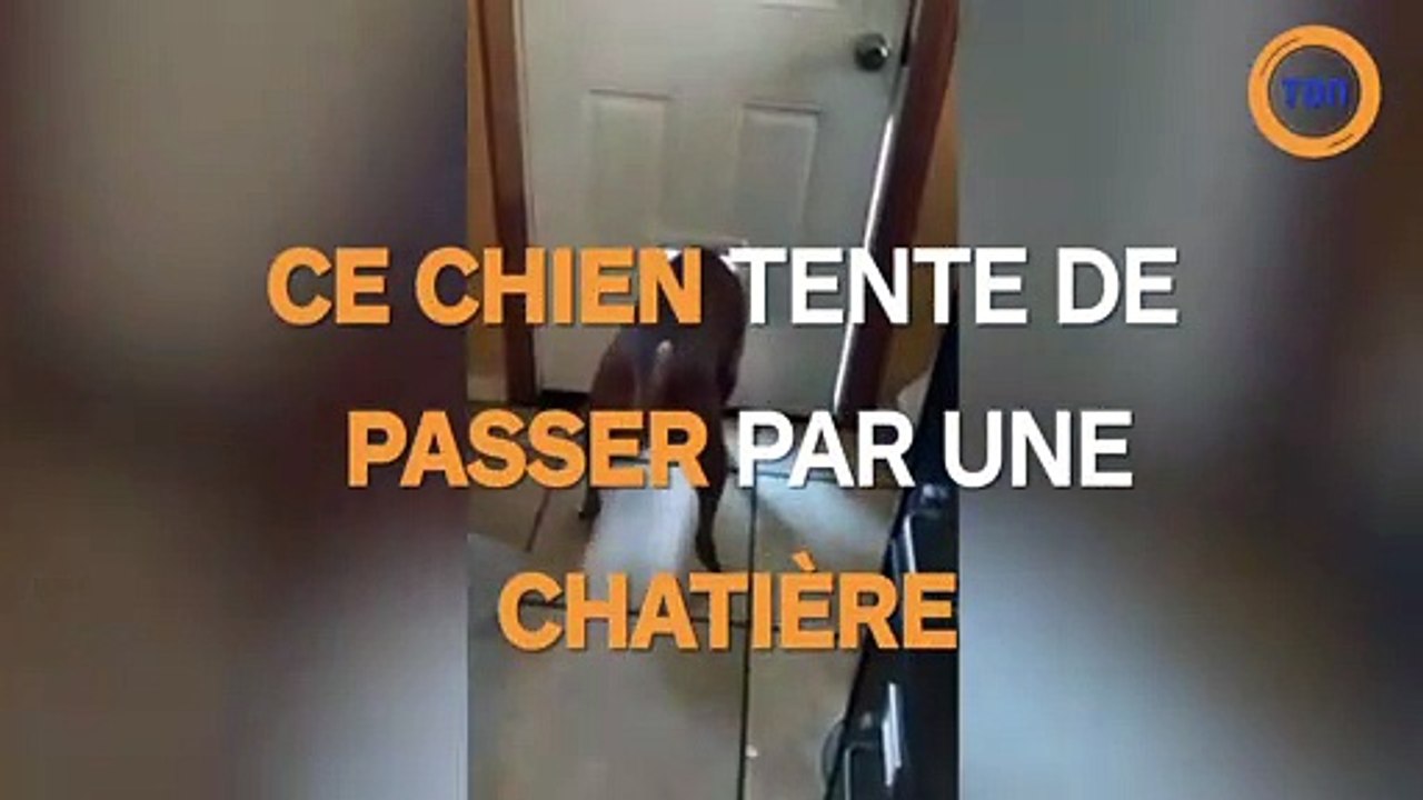 Ce chien tente de passer une chatière !