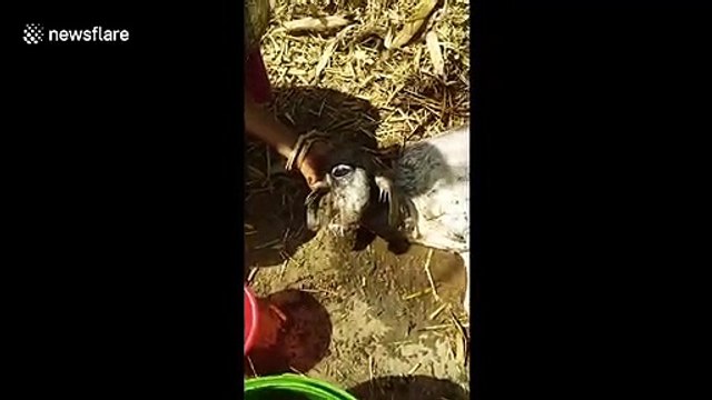 'It’s a miracle of God' One-eyed cow worshipped by villagers in northern India