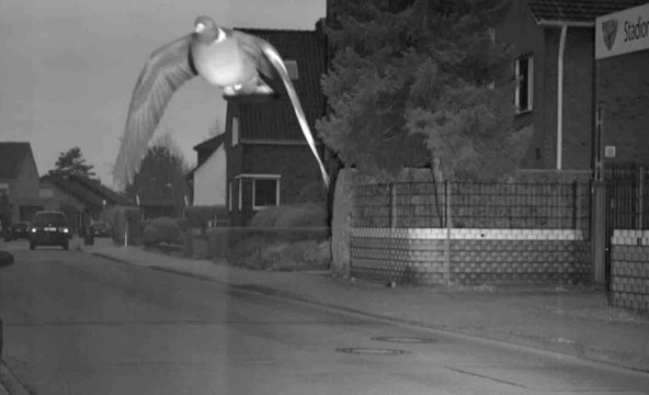 Un pigeon flashé par un radar automatique - ZAPPING ACTU HEBDO DU 11/05/2019