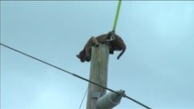 Sorprendente rescate de un gato montés encaramado a un poste de la luz en Florida