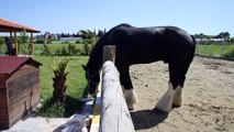 Bin 200 kilogramlık at görenleri şaşırtıyor - HATAY