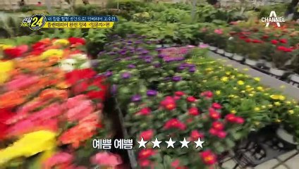 플랜테리어 완.전.정.복 '입문자편' 식물 죽이지 않는 방법부터 식물 추천까지!