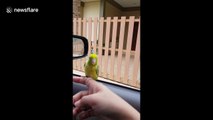 Birdy's day out! Pet parakeet goes for a ride on owner's car steering wheel