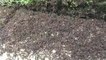 Guerre entre des milliers de fourmis !