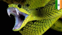 Venomous snake bites man, so man bites it back